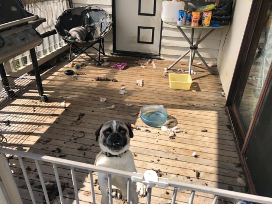 Hank the pug standing on a deck covered in debris